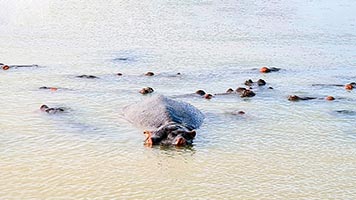 Ippopotami lungo il fiume Santa Lucia